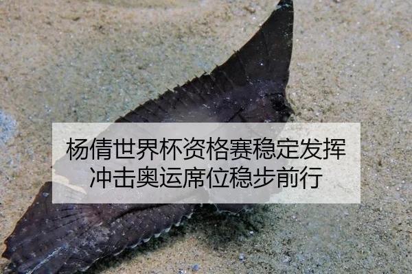 杨倩世界杯资格赛稳定发挥 冲击奥运席位稳步前行
